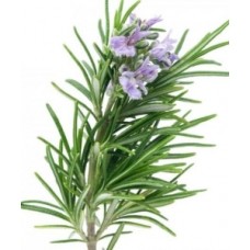 Δενδρολίβανο Αιθέριο Έλαιο 10ml Pure Natural Δενδρολίβανο Αιθέριο Έλαιο 10ml Pure Natural